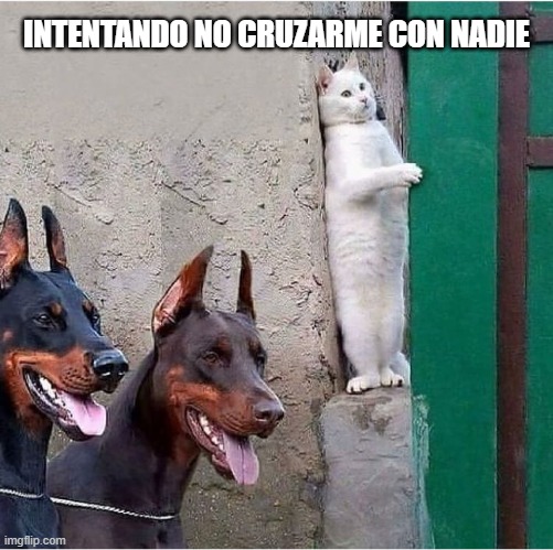 (Baia 2) | INTENTANDO NO CRUZARME CON NADIE | image tagged in stealthy feline,gender,trans | made w/ Imgflip meme maker