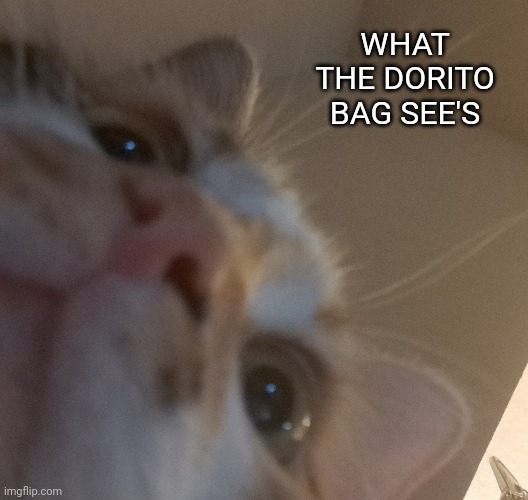 This is my cat lol | WHAT THE DORITO BAG SEE'S | image tagged in oh wow are you actually reading these tags | made w/ Imgflip meme maker