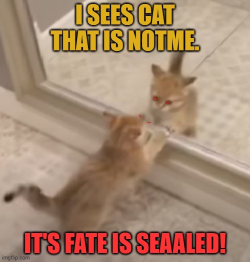 cat vs notmecat | I SEES CAT THAT IS NOTME. IT'S FATE IS SEAALED! | image tagged in cat vs notmecat,mirror | made w/ Imgflip meme maker