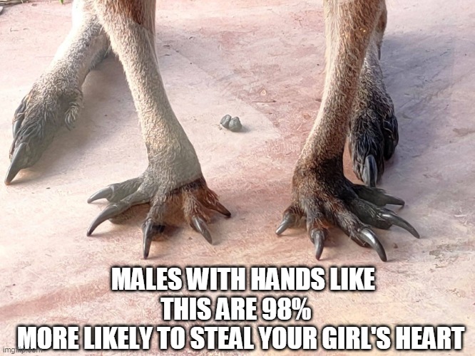 MALES WITH HANDS LIKE THIS ARE 98%  
MORE LIKELY TO STEAL YOUR GIRL'S HEART | image tagged in hands | made w/ Imgflip meme maker