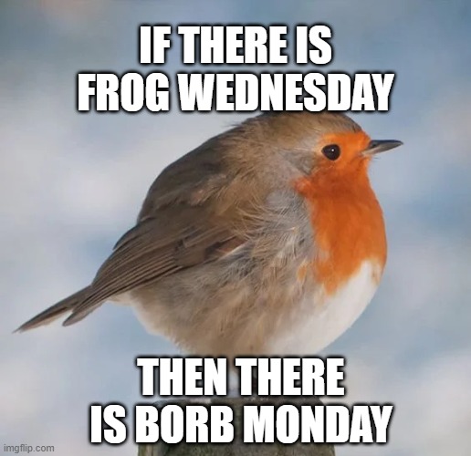 borb | IF THERE IS FROG WEDNESDAY; THEN THERE IS BORB MONDAY | image tagged in borb,birb,chonk,it is wednesday my dudes | made w/ Imgflip meme maker
