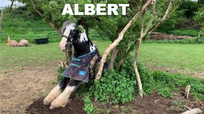 from the creators of Juan, I present to you... | ALBERT | made w/ Imgflip meme maker