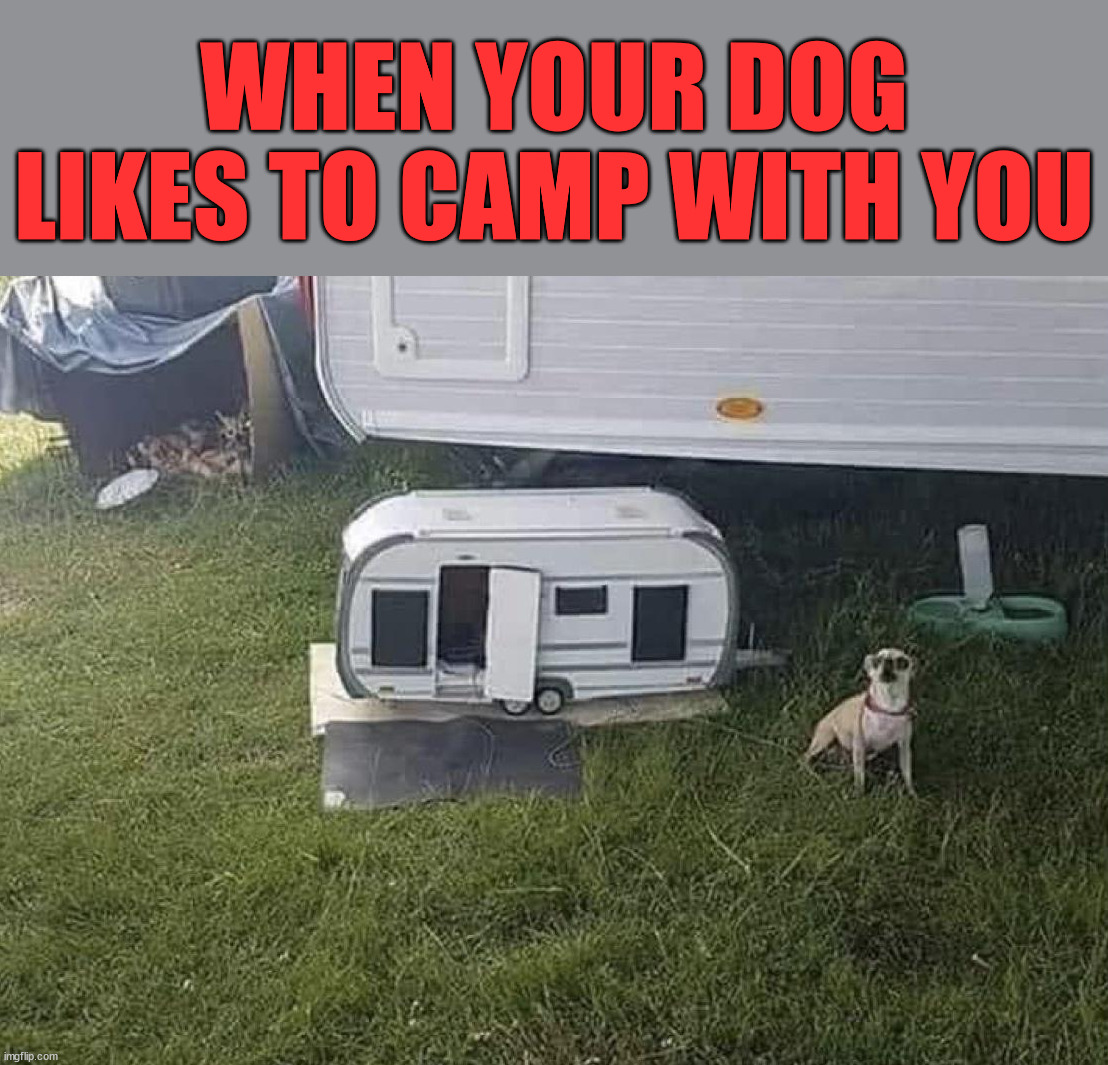 WHEN YOUR DOG LIKES TO CAMP WITH YOU | image tagged in dogs | made w/ Imgflip meme maker