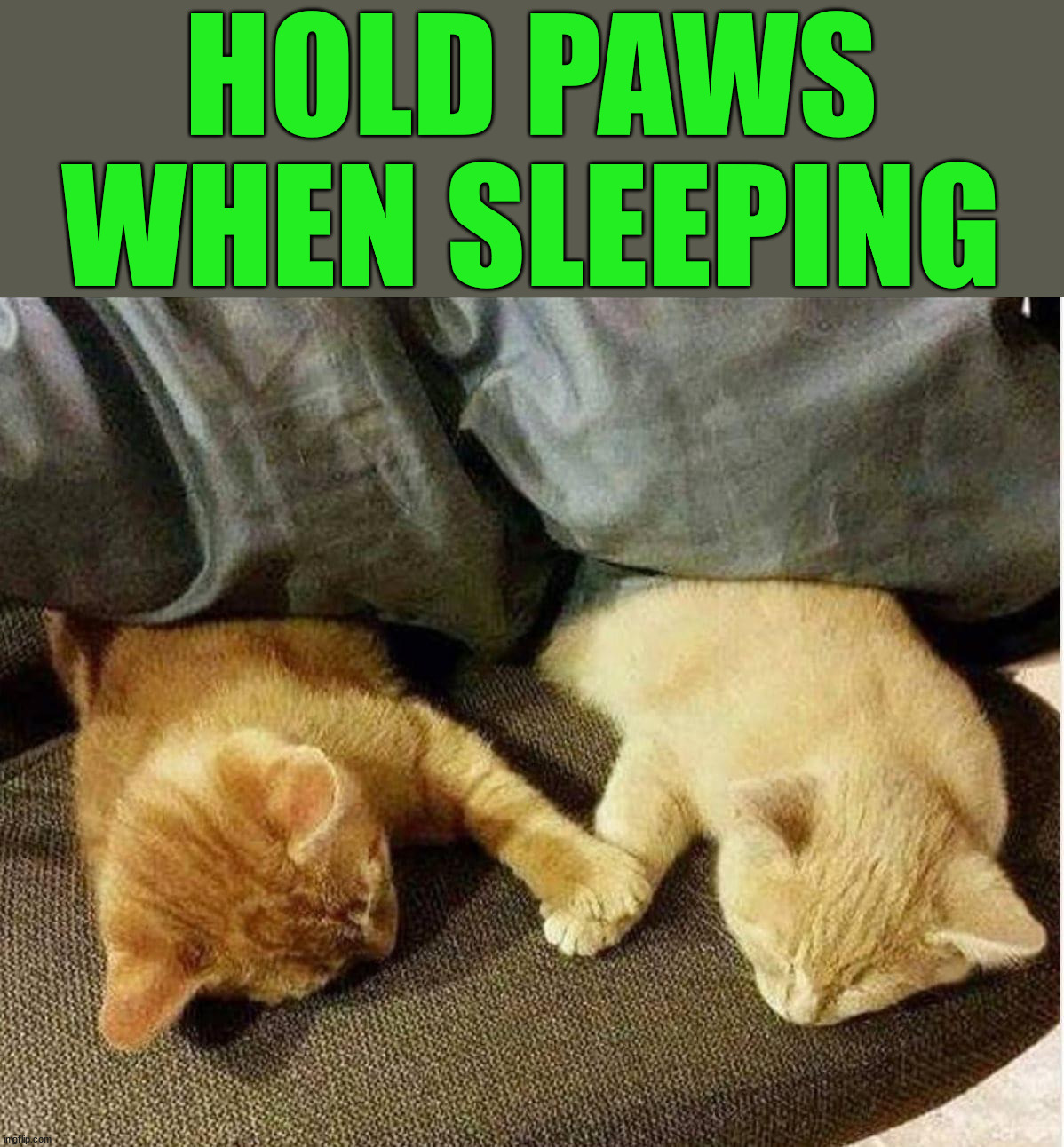 HOLD PAWS WHEN SLEEPING | image tagged in cats | made w/ Imgflip meme maker