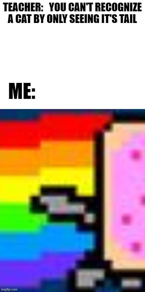 You can't recognize a cat by it's tail | TEACHER:   YOU CAN'T RECOGNIZE A CAT BY ONLY SEEING IT'S TAIL; ME: | image tagged in blank white template,nyan cat | made w/ Imgflip meme maker