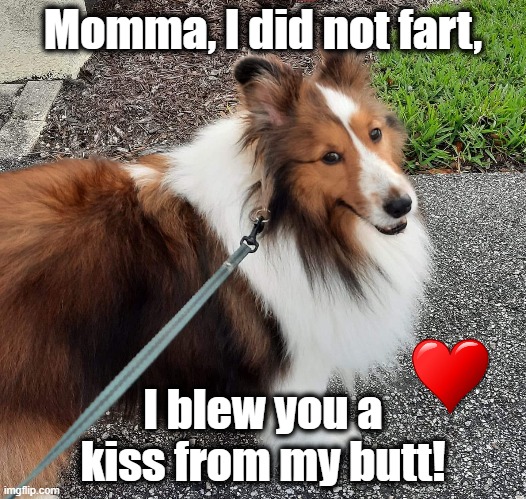 Sheltie Did not Fart | Momma, I did not fart, I blew you a kiss from my butt! | image tagged in fart,blow kiss,sheltie | made w/ Imgflip meme maker