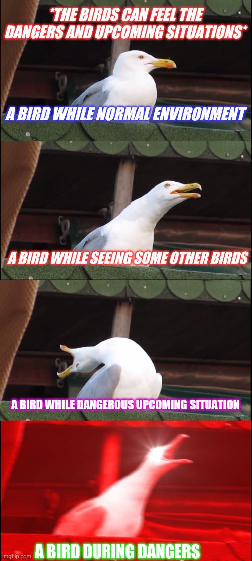 Funny memes | *THE BIRDS CAN FEEL THE DANGERS AND UPCOMING SITUATIONS*; A BIRD WHILE NORMAL ENVIRONMENT; A BIRD WHILE SEEING SOME OTHER BIRDS; A BIRD WHILE DANGEROUS UPCOMING SITUATION; A BIRD DURING DANGERS | image tagged in memes,inhaling seagull,birds,inner feelings are always true,so true memes,nemo birds | made w/ Imgflip meme maker