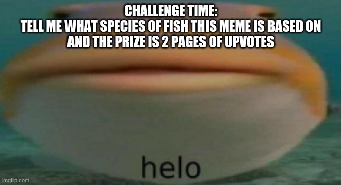 helo | CHALLENGE TIME:
TELL ME WHAT SPECIES OF FISH THIS MEME IS BASED ON
AND THE PRIZE IS 2 PAGES OF UPVOTES | image tagged in helo | made w/ Imgflip meme maker