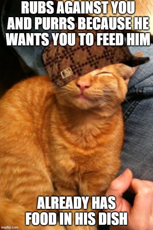 Scumbag Kitteh | RUBS AGAINST YOU AND PURRS BECAUSE HE WANTS YOU TO FEED HIM; ALREADY HAS FOOD IN HIS DISH | image tagged in cats,scumbag steve,scumbag hat,cat,feeding,barney will eat all of your delectable biscuits | made w/ Imgflip meme maker
