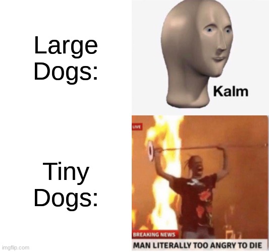 ' | Large Dogs:; Tiny Dogs: | made w/ Imgflip meme maker