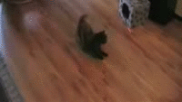 lawlcat | image tagged in gifs,funny,cats | made w/ Imgflip video-to-gif maker