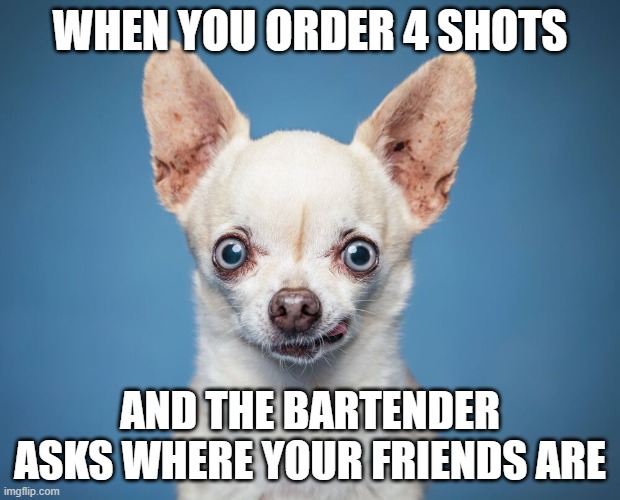 Shots Please | WHEN YOU ORDER 4 SHOTS; AND THE BARTENDER ASKS WHERE YOUR FRIENDS ARE | image tagged in chijuajua,dogs | made w/ Imgflip meme maker