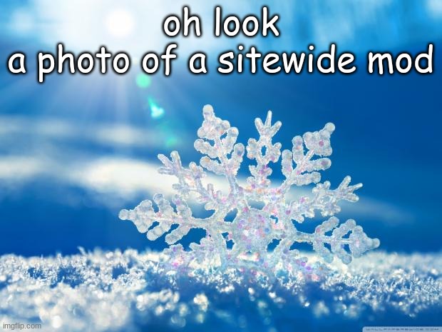 snowflake | oh look
a photo of a sitewide mod | image tagged in snowflake | made w/ Imgflip meme maker