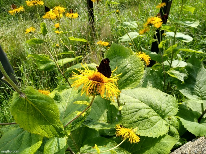 Butterfly on a flower | image tagged in butterfly,flower,photos | made w/ Imgflip meme maker