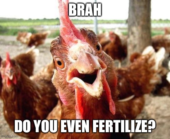 Chicken | BRAH DO YOU EVEN FERTILIZE? | image tagged in chicken | made w/ Imgflip meme maker