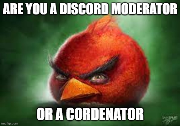 yes or no? | ARE YOU A DISCORD MODERATOR; OR A CORDENATOR | image tagged in realistic red angry birds | made w/ Imgflip meme maker