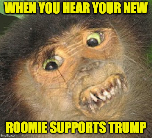 Egad! | WHEN YOU HEAR YOUR NEW; ROOMIE SUPPORTS TRUMP | image tagged in egad monkey,memes,trump,roommates | made w/ Imgflip meme maker