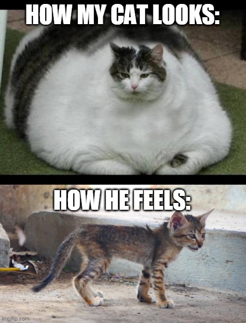  HOW MY CAT LOOKS:; HOW HE FEELS: | image tagged in fat cat 2,cats,chubby,starving,food,eating | made w/ Imgflip meme maker