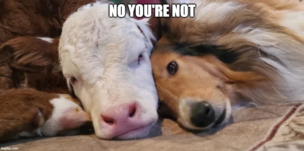 NO YOU'RE NOT | made w/ Imgflip meme maker