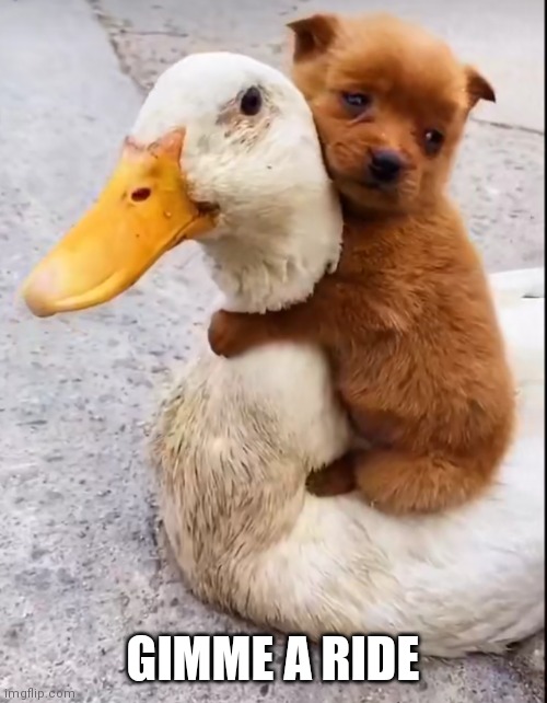 DUCK RIDER | GIMME A RIDE | image tagged in ducks,duck,puppy | made w/ Imgflip meme maker