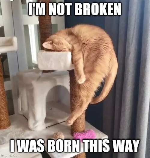 KITTY IS BROKE | I'M NOT BROKEN; I WAS BORN THIS WAY | image tagged in cats,funny cats | made w/ Imgflip meme maker