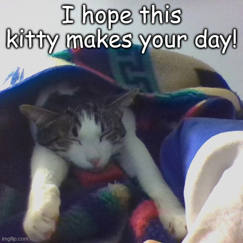 Something to make your day! | I hope this kitty makes your day! | image tagged in cats | made w/ Imgflip meme maker