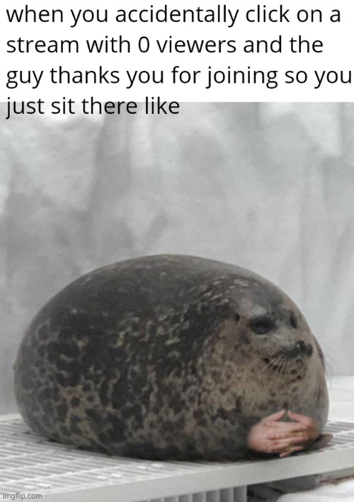 seal cute | image tagged in lmfao,seal | made w/ Imgflip meme maker