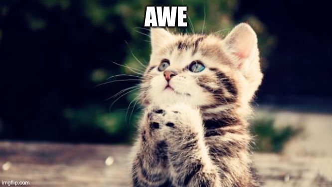 Cute kitten | AWE | image tagged in cute kitten | made w/ Imgflip meme maker