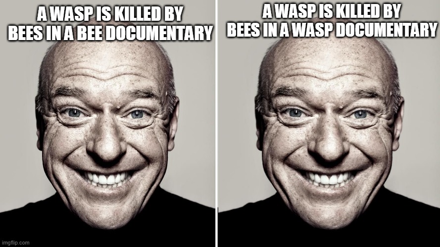 A WASP IS KILLED BY BEES IN A WASP DOCUMENTARY; A WASP IS KILLED BY BEES IN A BEE DOCUMENTARY | image tagged in dean norris's reaction | made w/ Imgflip meme maker
