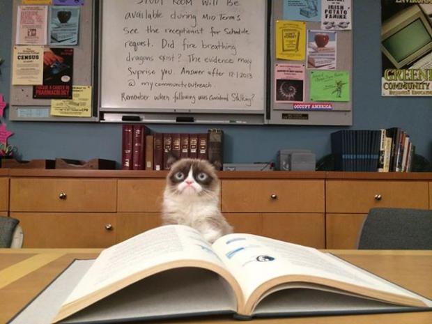 Grumpy cat studying Blank Meme Template