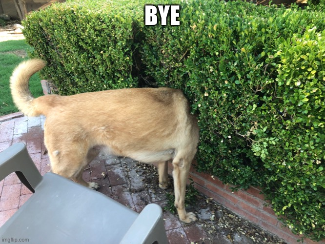 Bye | BYE | image tagged in dog,bush,bye,funny,memes,head | made w/ Imgflip meme maker