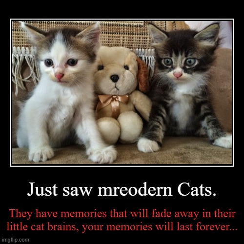 Cats and Cats. | image tagged in funny,demotivationals,poor memories,cursed movies | made w/ Imgflip demotivational maker