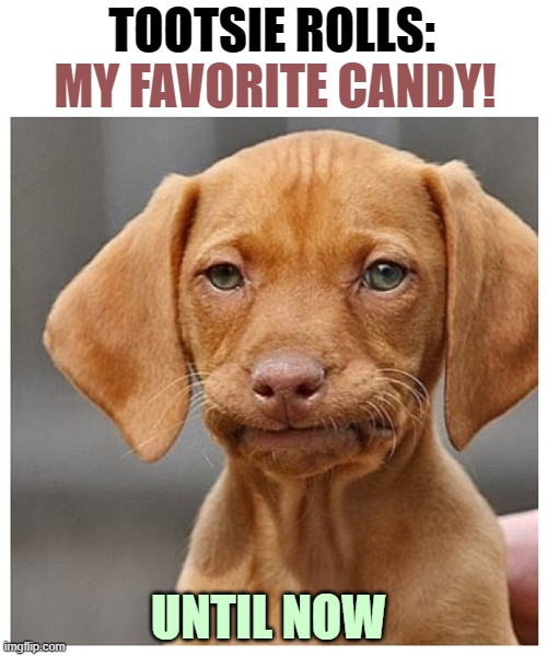 ▬▬ comment specific to meme of Tootsie Rolls being dachshund poop | TOOTSIE ROLLS: UNTIL NOW MY FAVORITE CANDY! | image tagged in disappointed dachshund,comment | made w/ Imgflip meme maker