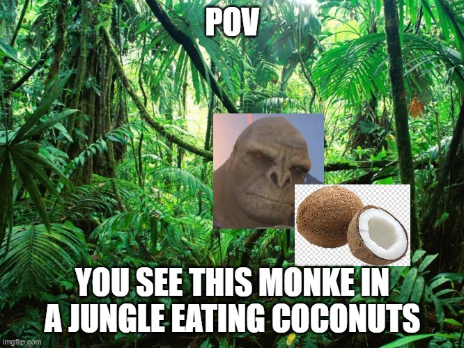 POV; YOU SEE THIS MONKE IN A JUNGLE EATING COCONUTS | made w/ Imgflip meme maker