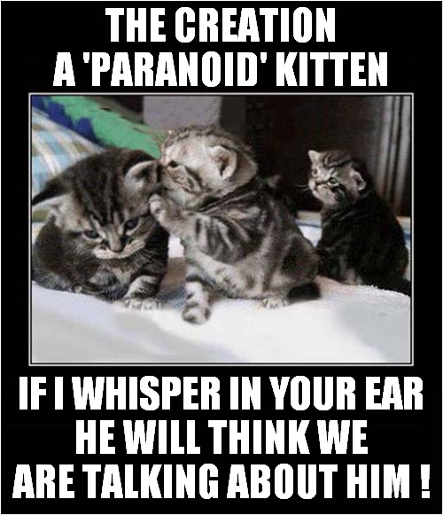 This Is One Mean Kitten ! | THE CREATION A 'PARANOID' KITTEN; IF I WHISPER IN YOUR EAR; HE WILL THINK WE ARE TALKING ABOUT HIM ! | image tagged in cats,kittens,mean,paranoid | made w/ Imgflip meme maker