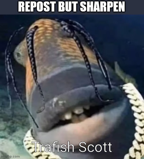 Trafish Scott | REPOST BUT SHARPEN; Trafish Scott | image tagged in trafish scott | made w/ Imgflip meme maker