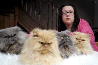image tagged in cats,animals
