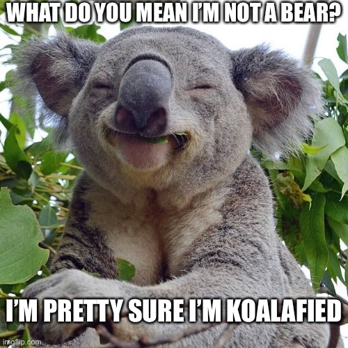 To bear, or not to bear | WHAT DO YOU MEAN I’M NOT A BEAR? I’M PRETTY SURE I’M KOALAFIED | image tagged in funny,puns,cute animals | made w/ Imgflip meme maker