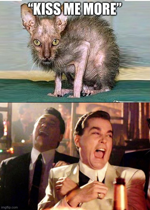 D o j a I S t h a t u | “KISS ME MORE” | image tagged in ugly cat,goodfellas laugh | made w/ Imgflip meme maker