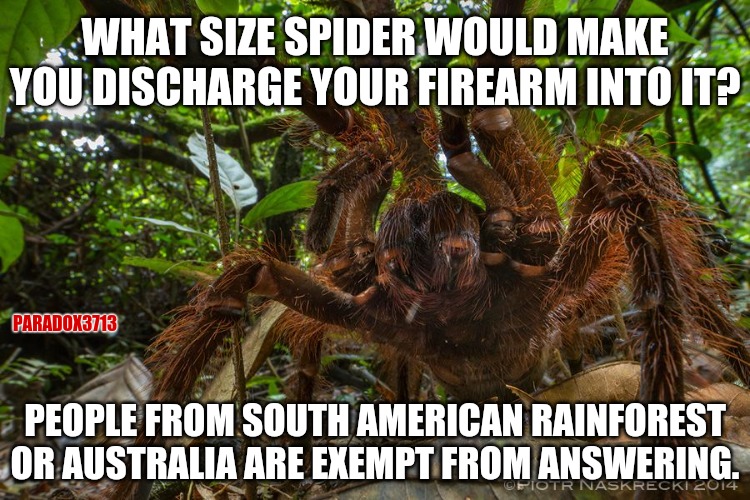 Random question? | WHAT SIZE SPIDER WOULD MAKE YOU DISCHARGE YOUR FIREARM INTO IT? PARADOX3713; PEOPLE FROM SOUTH AMERICAN RAINFOREST OR AUSTRALIA ARE EXEMPT FROM ANSWERING. | image tagged in memes,funny,spiders,fear,firearms,random | made w/ Imgflip meme maker