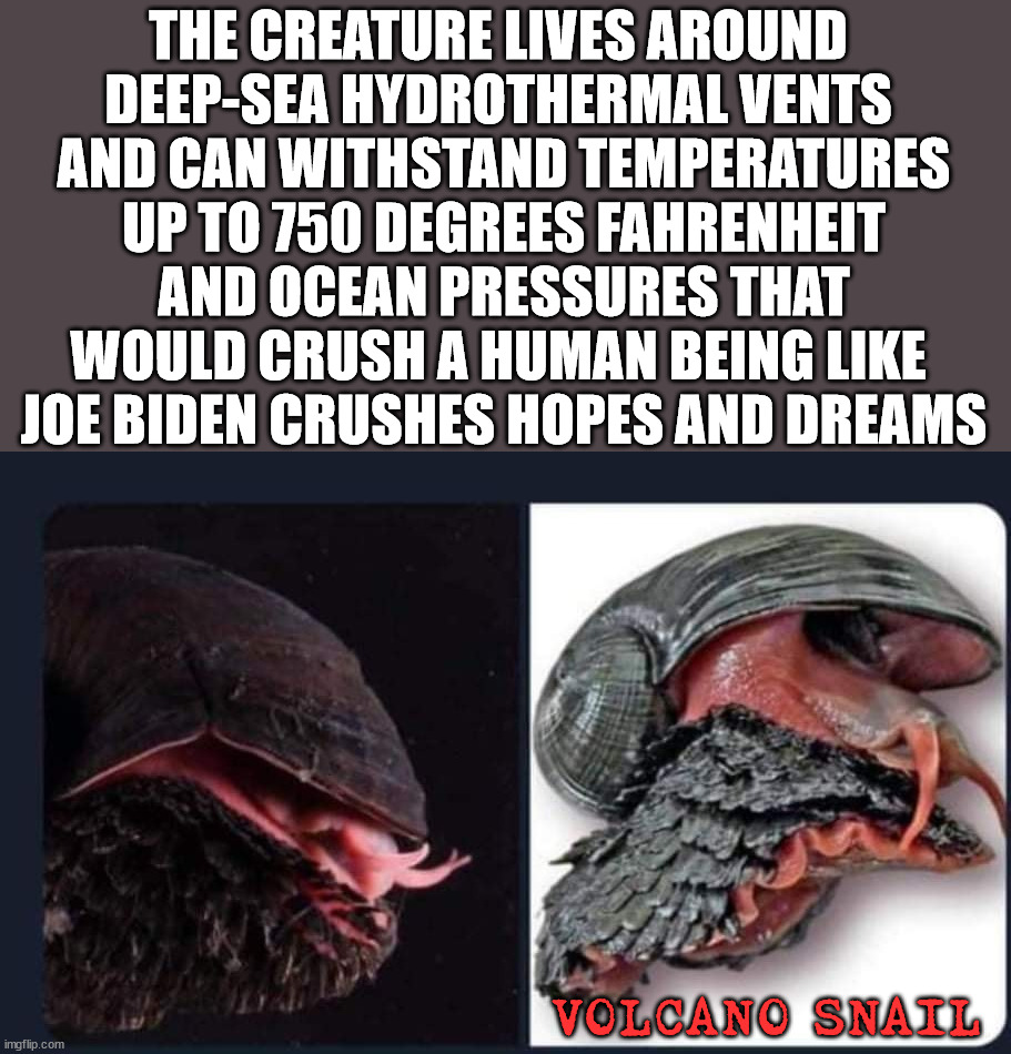 Using humor .... for some of you. | THE CREATURE LIVES AROUND 
DEEP-SEA HYDROTHERMAL VENTS 
AND CAN WITHSTAND TEMPERATURES UP TO 750 DEGREES FAHRENHEIT AND OCEAN PRESSURES THAT WOULD CRUSH A HUMAN BEING LIKE 
JOE BIDEN CRUSHES HOPES AND DREAMS; VOLCANO SNAIL | image tagged in political meme | made w/ Imgflip meme maker