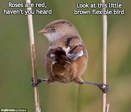 roses are red, bearded tit, splits, bird | Look at this little brown flexible bird; Roses are red, haven't you heard | image tagged in roses are red,birds,funny memes | made w/ Imgflip meme maker