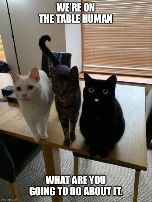 3 cats on table derpy template |  WE’RE ON THE TABLE HUMAN; WHAT ARE YOU GOING TO DO ABOUT IT. | image tagged in 3 cats on table derpy template | made w/ Imgflip meme maker