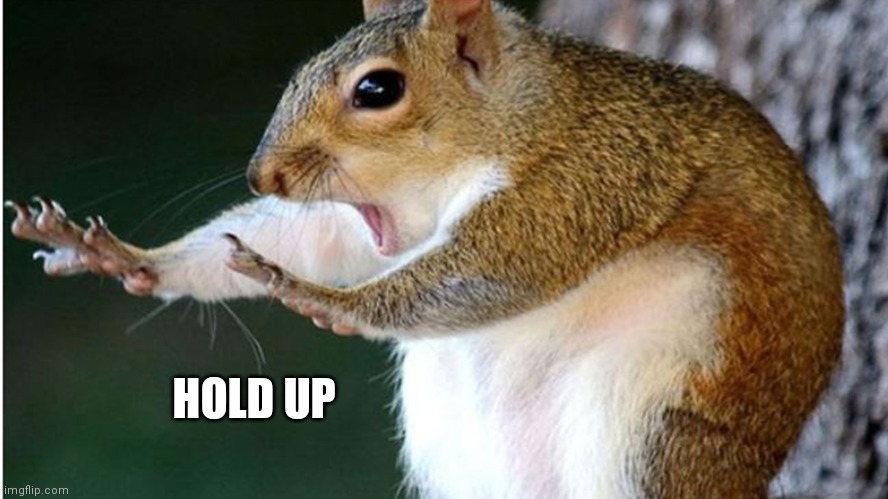 Hold up |  HOLD UP | image tagged in squirrel,funny | made w/ Imgflip meme maker