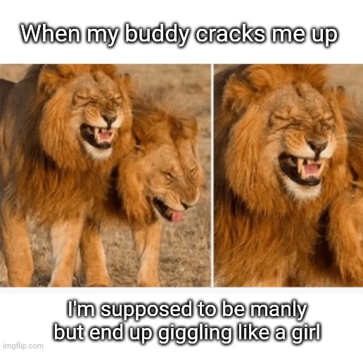 Lions Giggling | When my buddy cracks me up; I'm supposed to be manly but end up giggling like a girl | image tagged in lions,giggle,manly,overly manly man | made w/ Imgflip meme maker