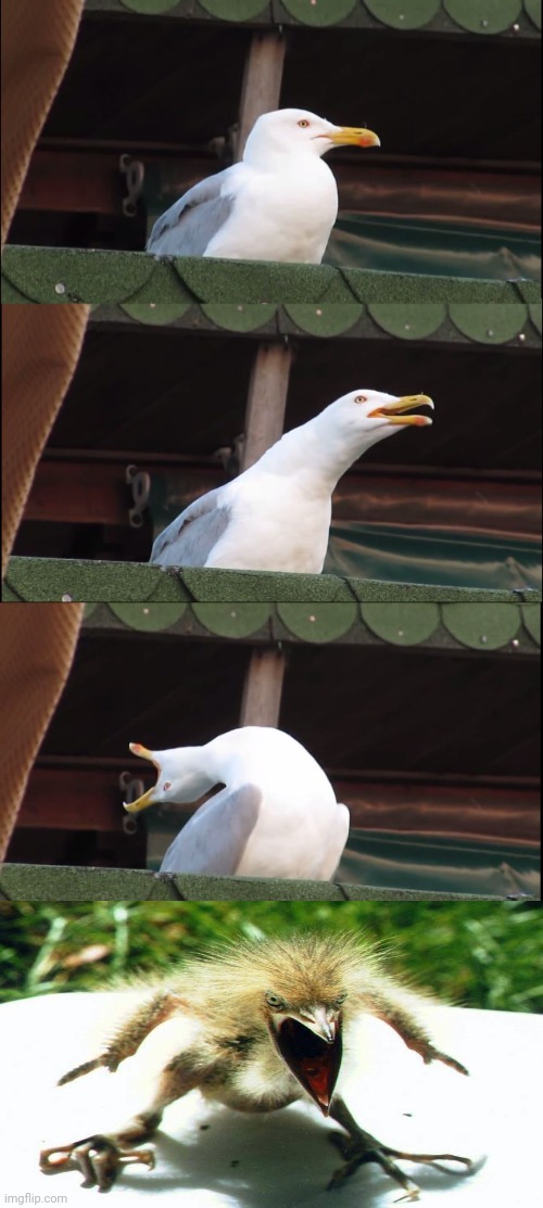 Inhaling Seagull | image tagged in memes,inhaling seagull | made w/ Imgflip meme maker