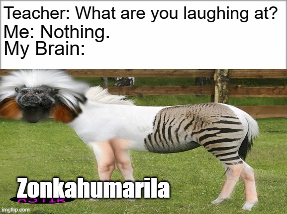 The Teacher is a Zonkahumarila | Teacher: What are you laughing at? Me: Nothing. My Brain:; Zonkahumarila | image tagged in zonkahumarila,memes | made w/ Imgflip meme maker