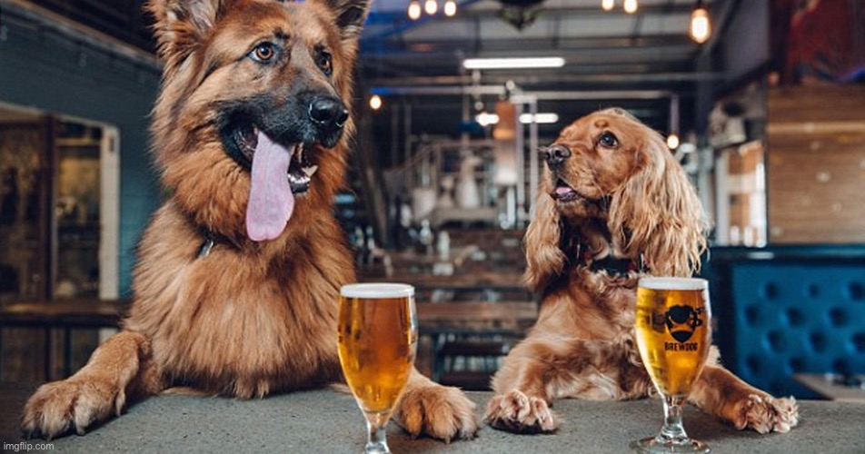 dog drinking | image tagged in dog drinking | made w/ Imgflip meme maker