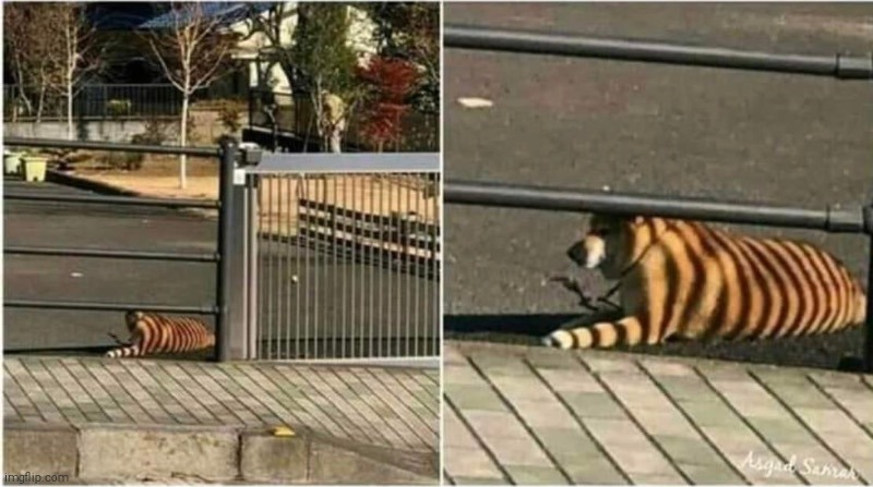 Shiba tiger- | made w/ Imgflip meme maker