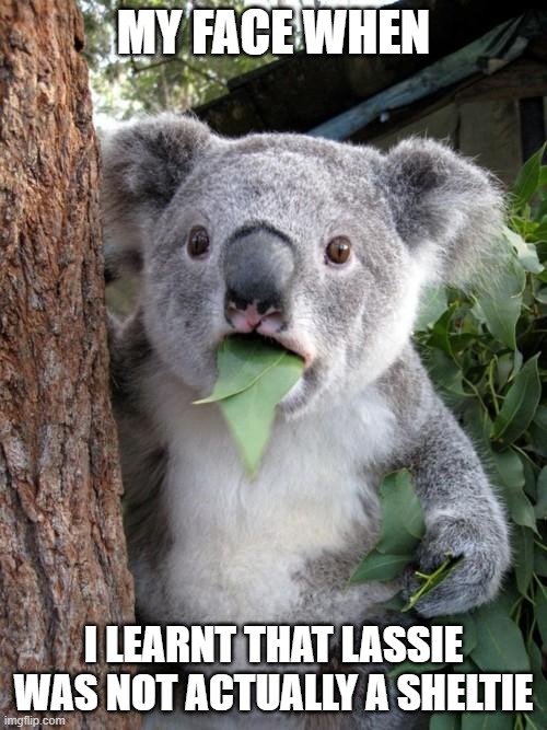 Surprised Koala |  MY FACE WHEN; I LEARNT THAT LASSIE WAS NOT ACTUALLY A SHELTIE | image tagged in memes,surprised koala,dogs,lassie | made w/ Imgflip meme maker